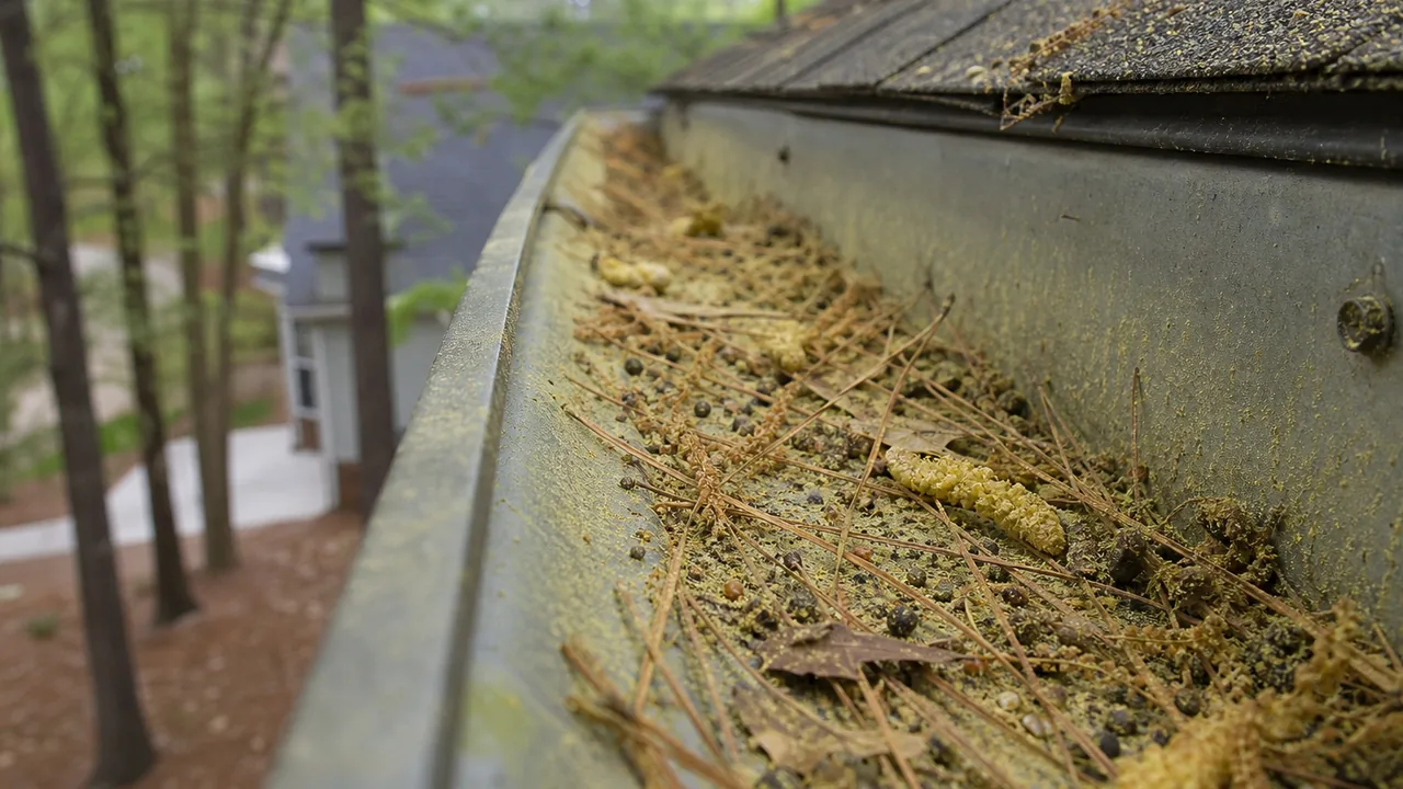 Pine pollen, pine needles, and roof grit collected inside a Cary NC gutter